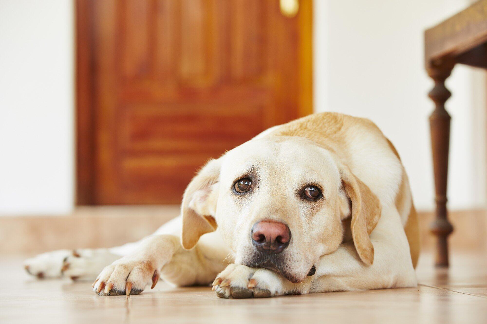 Pros and Cons of Allowing Pets in Your Charleston, SC Rental Property